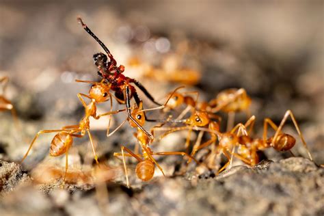 fire ants in new hampshire